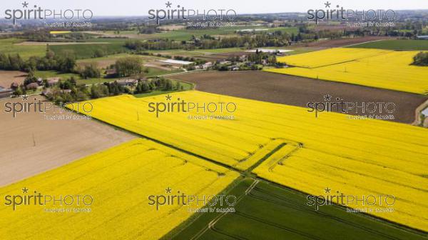 Aerial view of fields of colza, France (BWP_00440.jpg)