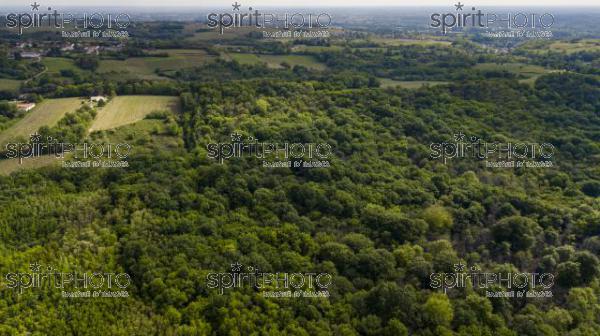 Aerial view of the forest in Gironde, Plantation, France (BWP_00444.jpg)