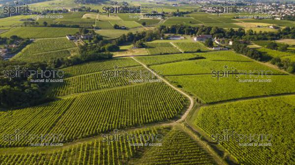 Aerial view, Bordeaux vineyard, landscape vineyard south west of france (BWP_00456.jpg)