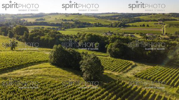 Aerial view, Bordeaux vineyard, landscape vineyard south west of france (BWP_00457.jpg)