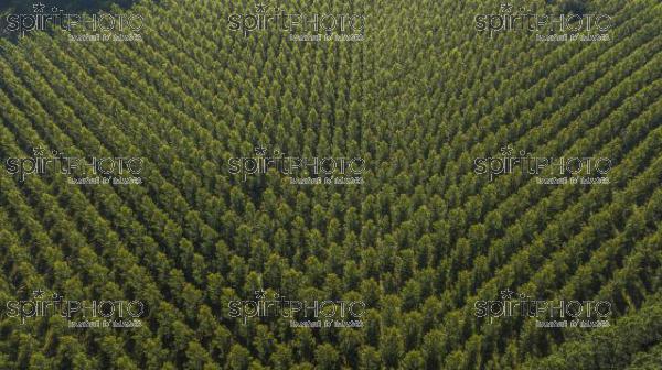 Aerial view of the forest in Gironde, Plantation, France (BWP_00463-2.jpg)