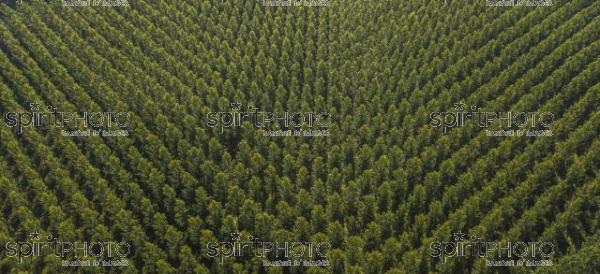 Aerial view of the forest in Gironde, Plantation, France (BWP_00463-3.jpg)