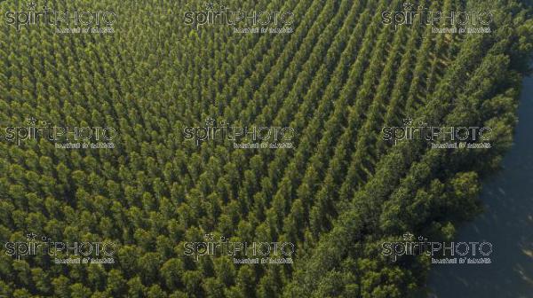 Aerial view of the forest in Gironde, Plantation, France (BWP_00465.jpg)