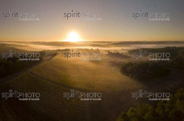 Aerial view, Bordeaux vineyard, landscape vineyard and fog at sunrise (BWP_00496-3.jpg)
