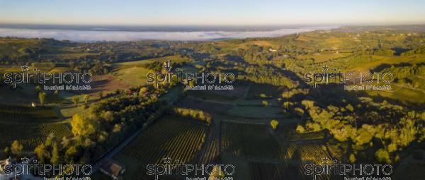 Aerial view Bordeaux Vineyard at sunrise, Entre deux mers, Langoiran, Gironde (BWP_00497.jpg)