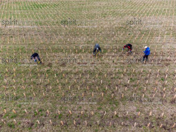 GIRONDE (33), LANDIRAS, VIGNOBLE LIBER PATER, LOIC PASQUET, VIGNOBLE BORDELAIS, LE VIN LE PLUS CHER AU MONDE CREE A PARTIR DE VIGNES PREPHYLLOXERIQUES, AOC GRAVES., ASSEMBLAGE 100% FRANC-DE-PIED (DJI_0312-HDR.jpg)