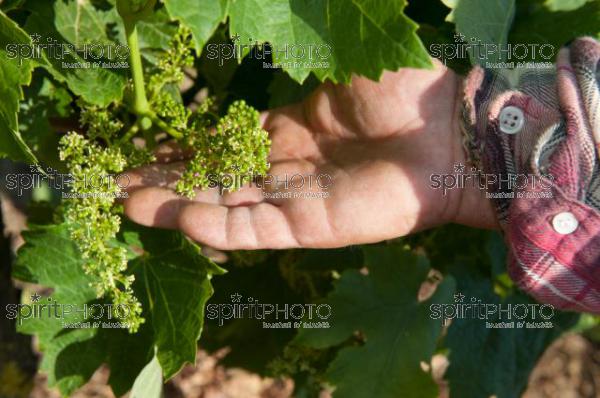 Vignoble Ile de R (DSC_2328.jpg)