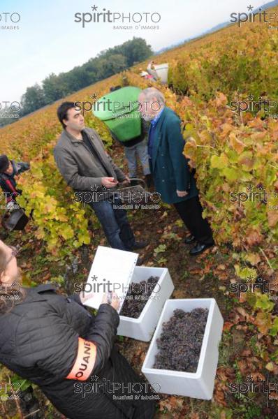 Prlevement de la vendange par le service des douanes dans le Sauternais. (JBNADEAU_00496.jpg)