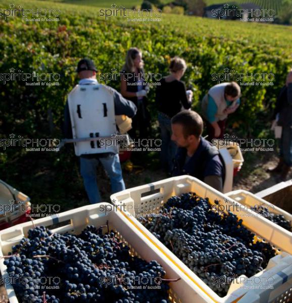Vendanges 2010-Château Ausone (JBNADEAU_00613.jpg)