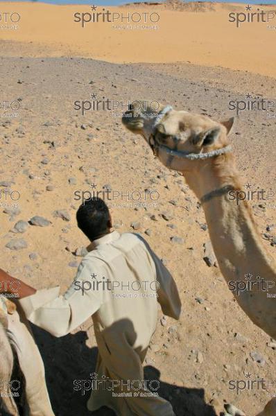 Egypte - Dromadaire dans le dsert (JBNADEAU_00872.jpg)