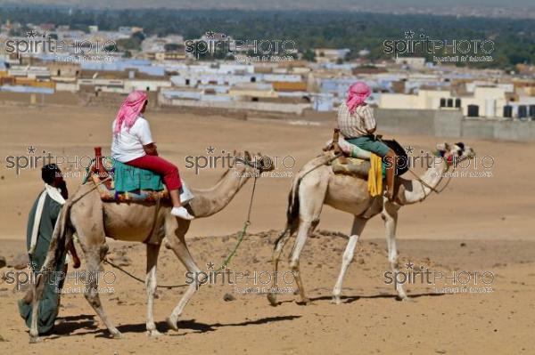 Egypte - Dromadaire dans le dsert (JBNADEAU_00877.jpg)