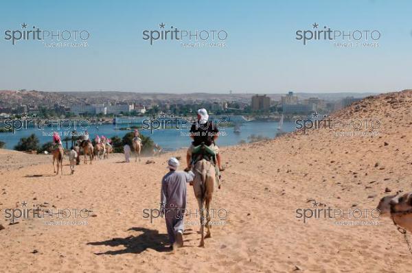 Egypte - Dromadaire dans le dsert (JBNADEAU_00880.jpg)