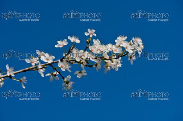 Nature - Fleurs de prunus sauvage (JBNADEAU_01168.jpg)