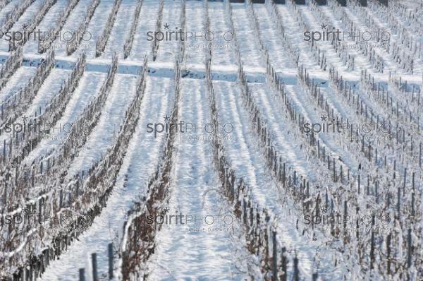 Vignoble Bordelais sous la neige (JBNADEAU_01231.jpg)