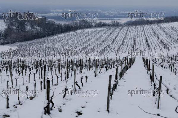Vignoble Bordelais sous la neige (JBNADEAU_01238.jpg)