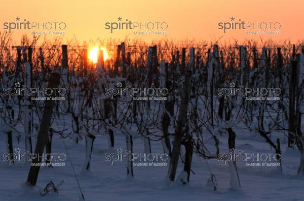 Vignoble Bordelais sous la neige (JBNADEAU_01247.jpg)