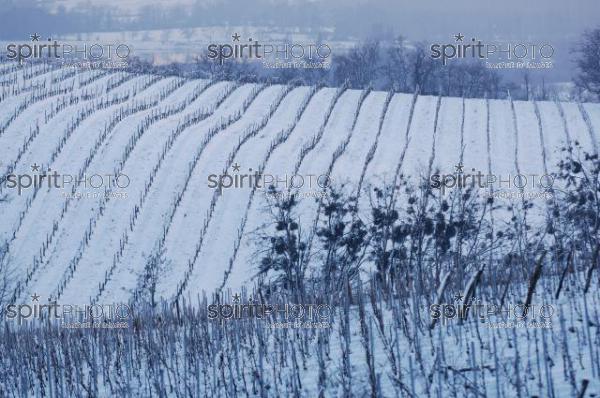 Vignoble Bordelais sous la neige (JBNADEAU_01248.jpg)