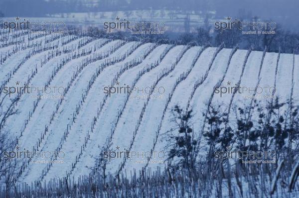 Vignoble Bordelais sous la neige (JBNADEAU_01249.jpg)