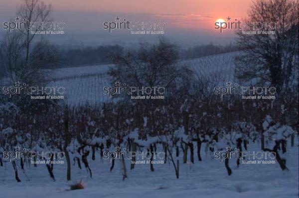 Vignoble Bordelais sous la neige (JBNADEAU_01250.jpg)