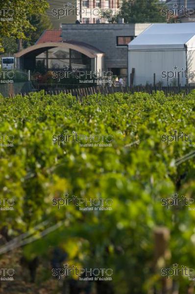 Vignoble Bordelais-La Passion Haut-Brion (JBNADEAU_01378.jpg)