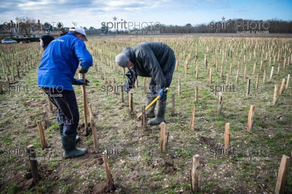 GIRONDE (33), LANDIRAS, VIGNOBLE LIBER PATER, LOIC PASQUET, VIGNOBLE BORDELAIS, LE VIN LE PLUS CHER AU MONDE CREE A PARTIR DE VIGNES PREPHYLLOXERIQUES, AOC GRAVES., ASSEMBLAGE 100% FRANC-DE-PIED (JBN_0010.jpg)