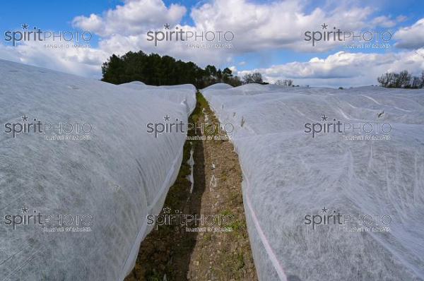 FRANCE, GIRONDE, LANDIRAS, PREPARATION DU VIGNOBLE AVANT LA PERIODE DE GEL DE DEBUT AVRIL 2022 SUR LE DOMAINE VITICOLE DU CELEBRE VIN LIBER PATER AVEC LA POSE D'UN GEOTEXTILE PAR DES EQUIPES D'OUVRIERS VITICOLES LE 1ER AVRIL 2022. (JBN_0013.jpg)