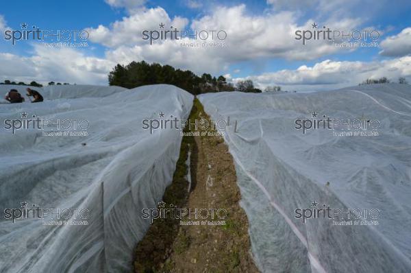 FRANCE, GIRONDE, LANDIRAS, PREPARATION DU VIGNOBLE AVANT LA PERIODE DE GEL DE DEBUT AVRIL 2022 SUR LE DOMAINE VITICOLE DU CELEBRE VIN LIBER PATER AVEC LA POSE D'UN GEOTEXTILE PAR DES EQUIPES D'OUVRIERS VITICOLES LE 1ER AVRIL 2022. (JBN_0017.jpg)