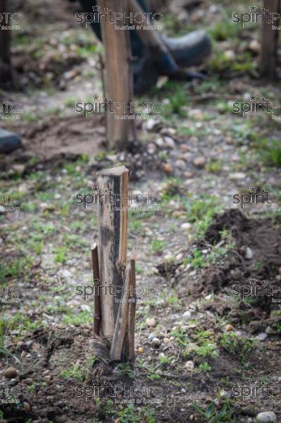 GIRONDE (33), LANDIRAS, VIGNOBLE LIBER PATER, LOIC PASQUET, VIGNOBLE BORDELAIS, LE VIN LE PLUS CHER AU MONDE CREE A PARTIR DE VIGNES PREPHYLLOXERIQUES, AOC GRAVES., ASSEMBLAGE 100% FRANC-DE-PIED (JBN_0032.jpg)