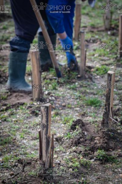 GIRONDE (33), LANDIRAS, VIGNOBLE LIBER PATER, LOIC PASQUET, VIGNOBLE BORDELAIS, LE VIN LE PLUS CHER AU MONDE CREE A PARTIR DE VIGNES PREPHYLLOXERIQUES, AOC GRAVES., ASSEMBLAGE 100% FRANC-DE-PIED (JBN_0038.jpg)