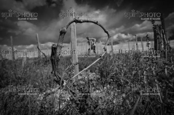 FRANCE, GIRONDE, LANDIRAS, PREPARATION DU VIGNOBLE AVANT LA PERIODE DE GEL DE DEBUT AVRIL 2022 SUR LE DOMAINE VITICOLE DU CELEBRE VIN LIBER PATER AVEC LA POSE D'UN GEOTEXTILE PAR DES EQUIPES D'OUVRIERS VITICOLES LE 1ER AVRIL 2022. (JBN_0048-2.jpg)