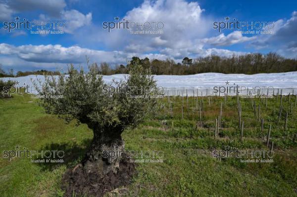 FRANCE, GIRONDE, LANDIRAS, PREPARATION DU VIGNOBLE AVANT LA PERIODE DE GEL DE DEBUT AVRIL 2022 SUR LE DOMAINE VITICOLE DU CELEBRE VIN LIBER PATER AVEC LA POSE D'UN GEOTEXTILE PAR DES EQUIPES D'OUVRIERS VITICOLES LE 1ER AVRIL 2022. (JBN_0056.jpg)