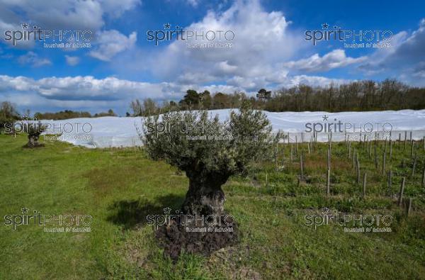 FRANCE, GIRONDE, LANDIRAS, PREPARATION DU VIGNOBLE AVANT LA PERIODE DE GEL DE DEBUT AVRIL 2022 SUR LE DOMAINE VITICOLE DU CELEBRE VIN LIBER PATER AVEC LA POSE D'UN GEOTEXTILE PAR DES EQUIPES D'OUVRIERS VITICOLES LE 1ER AVRIL 2022. (JBN_0058.jpg)