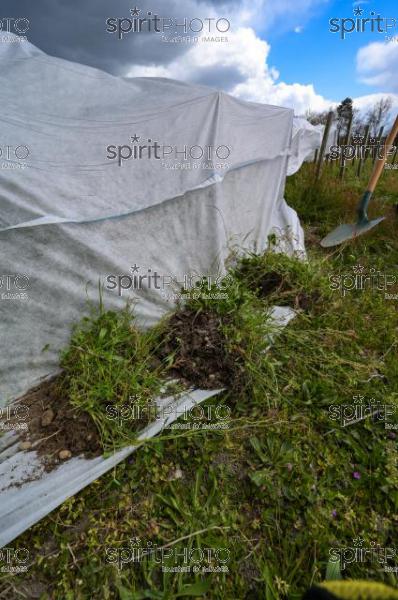 FRANCE, GIRONDE, LANDIRAS, PREPARATION DU VIGNOBLE AVANT LA PERIODE DE GEL DE DEBUT AVRIL 2022 SUR LE DOMAINE VITICOLE DU CELEBRE VIN LIBER PATER AVEC LA POSE D'UN GEOTEXTILE PAR DES EQUIPES D'OUVRIERS VITICOLES LE 1ER AVRIL 2022. (JBN_0099.jpg)