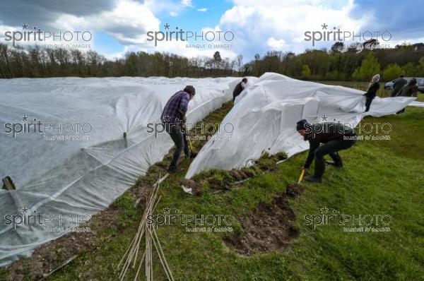 FRANCE, GIRONDE, LANDIRAS, PREPARATION DU VIGNOBLE AVANT LA PERIODE DE GEL DE DEBUT AVRIL 2022 SUR LE DOMAINE VITICOLE DU CELEBRE VIN LIBER PATER AVEC LA POSE D'UN GEOTEXTILE PAR DES EQUIPES D'OUVRIERS VITICOLES LE 1ER AVRIL 2022. (JBN_0107.jpg)