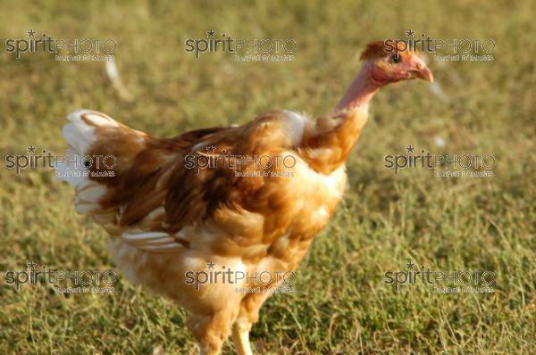 Poulets des Landes (JBN_01984.jpg)