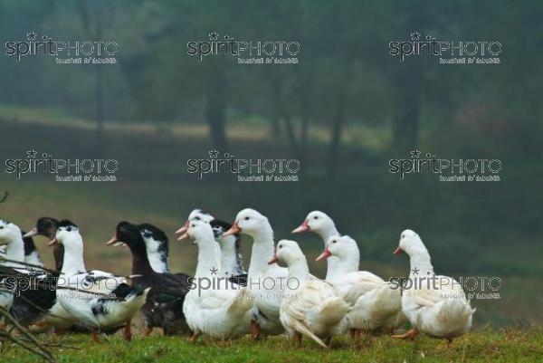 Canard des Landes (JBN_02007.jpg)