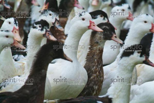 Canard des Landes (JBN_02009.jpg)