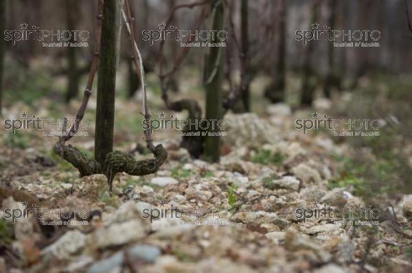 Vignoble des Ctes du Rhne (JBN_02342.jpg)