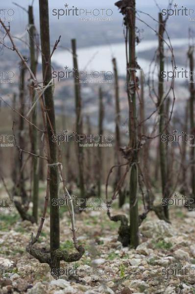 Vignoble des Ctes du Rhne (JBN_02343.jpg)