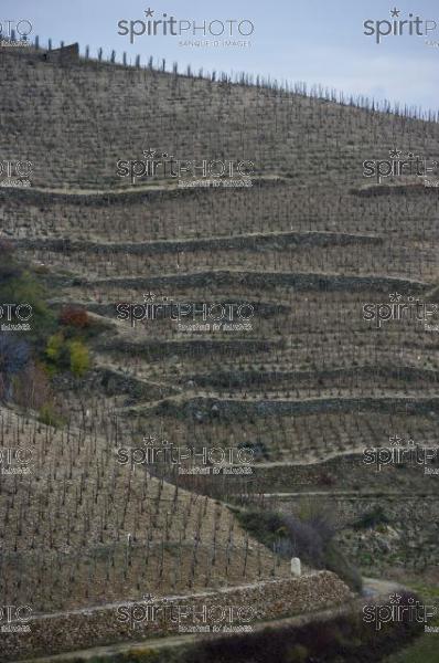 Vignoble des Ctes du Rhne (JBN_02344.jpg)