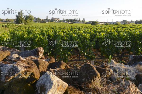 Vignoble de Saint-Emilion -Chteau Soutard-Vignoble Bordelais (JBN_03043.jpg)