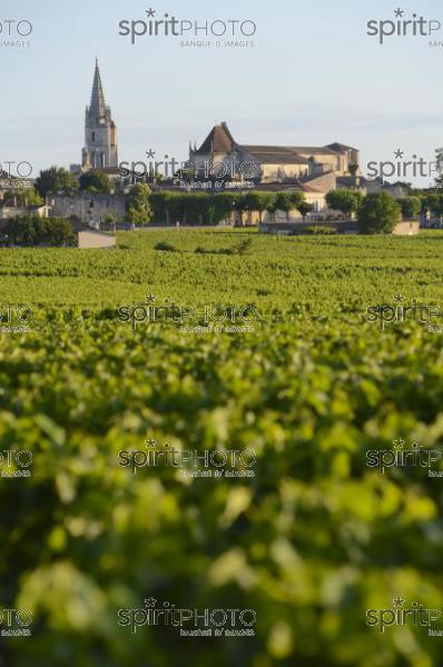 Vignoble de Saint-Emilion -Château Soutard-Vignoble Bordelais (JBN_03044.jpg)