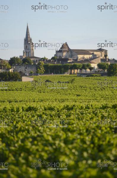 Vignoble de Saint-Emilion -Chteau Soutard-Vignoble Bordelais (JBN_03046.jpg)