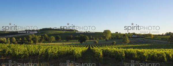 Paysage Viticole - Capian (JBN_03067.jpg)