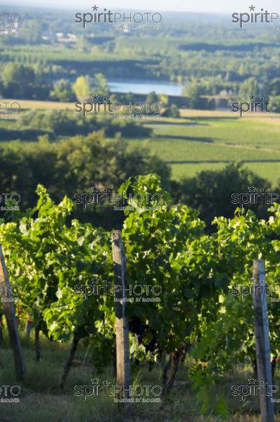 Vignoble Bordelais (JBN_03071.jpg)