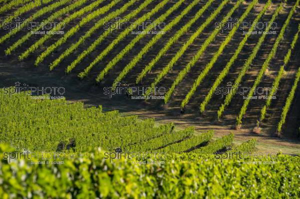 Vignoble Bordelais (JBN_03074.jpg)