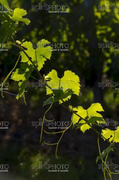 Cycle Vgtatif de la Vigne-Feuiles en t (JBN_03077.jpg)