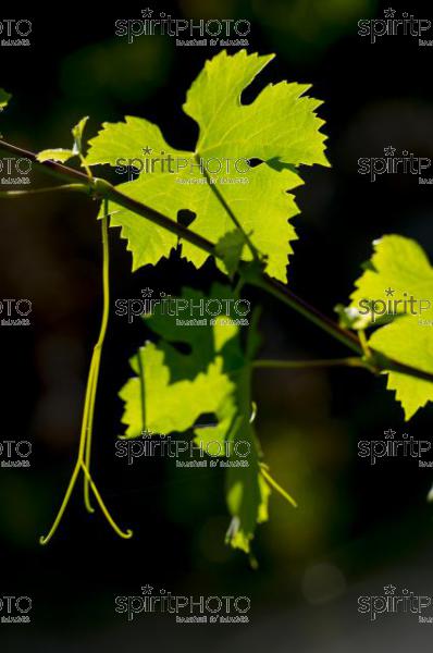 Cycle Vgtatif de la Vigne-Feuiles en t (JBN_03079.jpg)