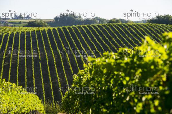 Vignoble Bordelais (JBN_03084.jpg)