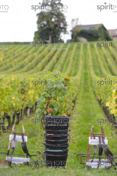 Vendanges (JBN_03456.jpg)